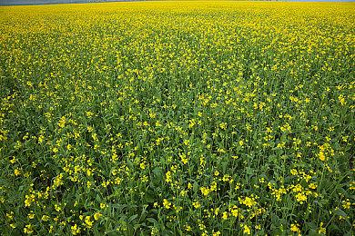 Epic商城下周送《恶灵附身》 10月19日晚上开领